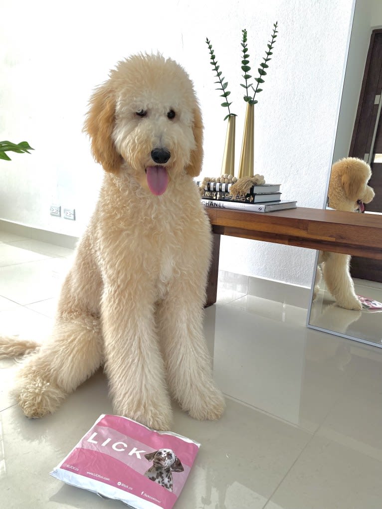 Chelsea, a Goldendoodle tested with EmbarkVet.com