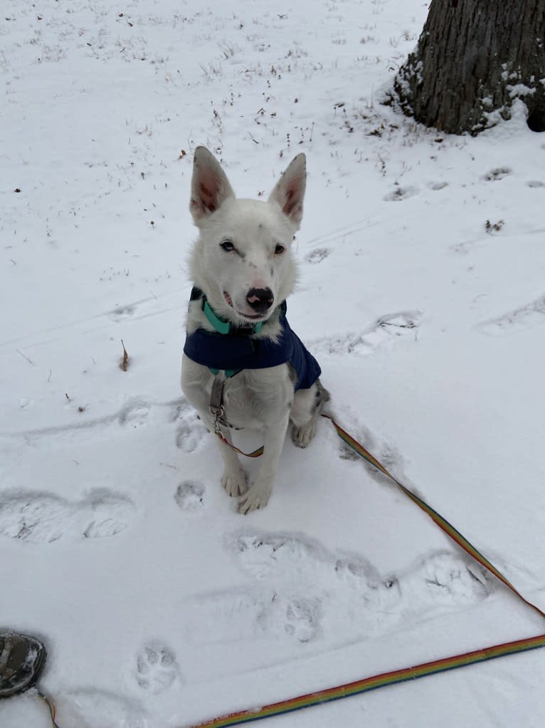 Momo, an Australian Cattle Dog and Australian Shepherd mix tested with EmbarkVet.com