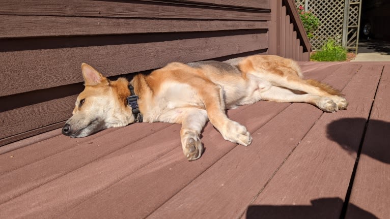 Loki, a Gerberian Shepsky tested with EmbarkVet.com