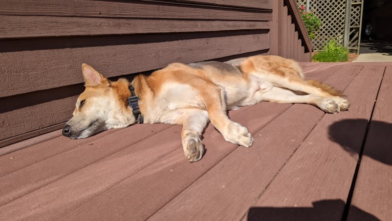 Loki, a German Shepherd Dog and Siberian Husky mix tested with EmbarkVet.com