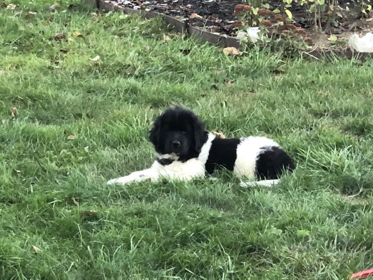 Luna, a Newfoundland tested with EmbarkVet.com