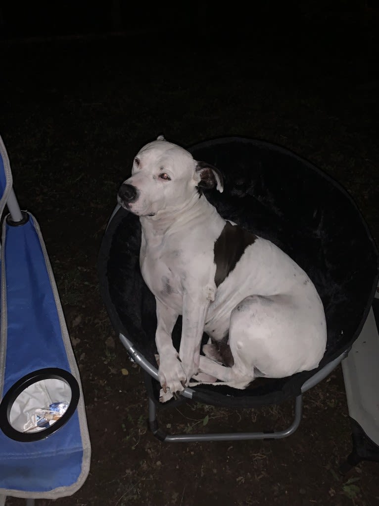 Auggie, an American Pit Bull Terrier and American Staffordshire Terrier mix tested with EmbarkVet.com