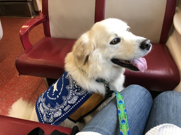 Virgil, a Great Pyrenees and Golden Retriever mix tested with EmbarkVet.com
