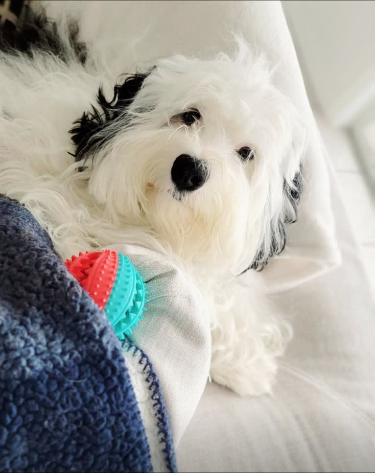 Bear, a Bernedoodle tested with EmbarkVet.com