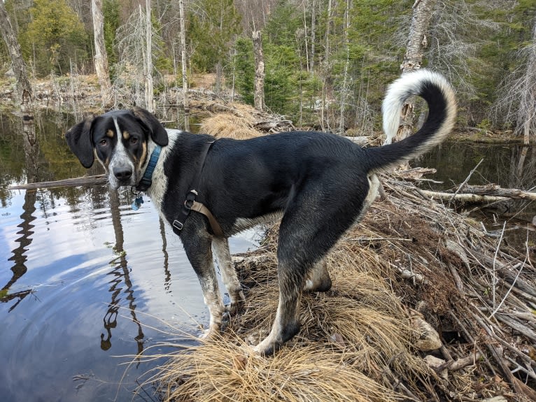 Crick, a Border Collie and Bluetick Coonhound mix tested with EmbarkVet.com