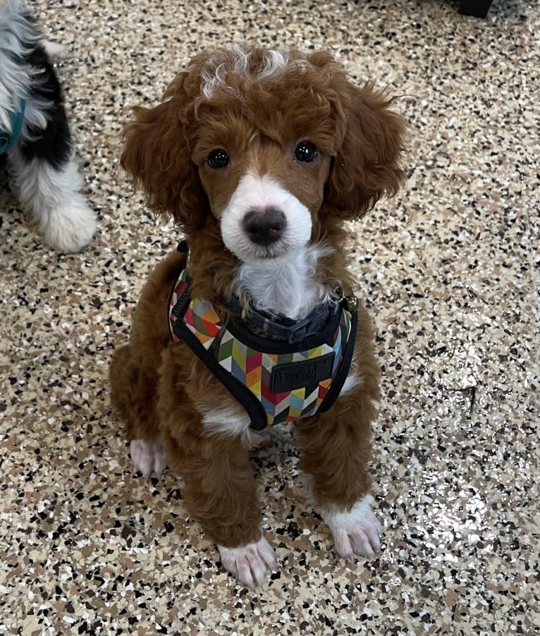 Benny, a Poodle (Small) tested with EmbarkVet.com