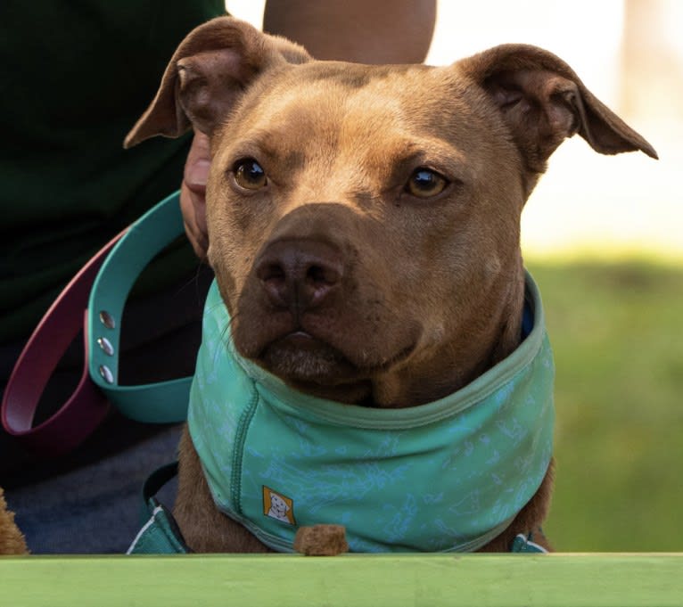 Ruffles, an American Pit Bull Terrier and Chihuahua mix tested with EmbarkVet.com