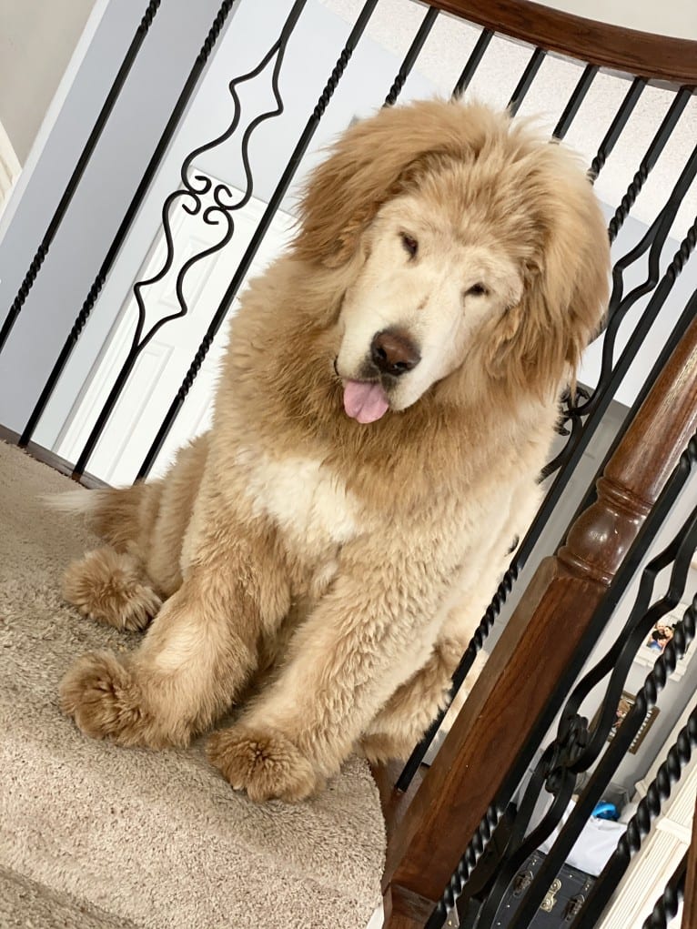 Nala, a Tibetan Mastiff tested with EmbarkVet.com