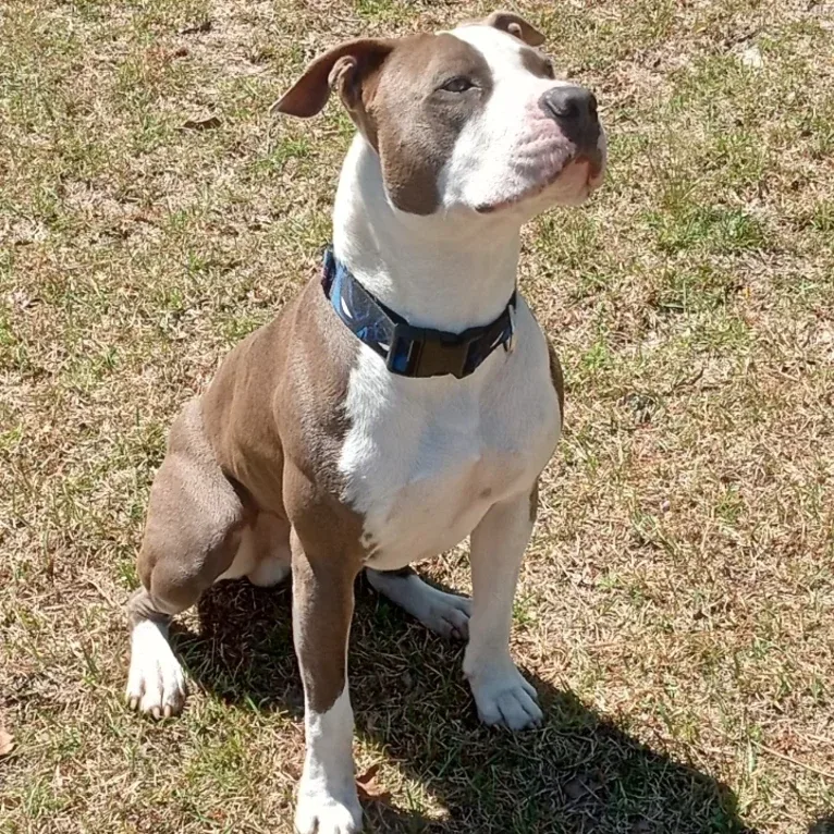 "X" (Dmx), an American Pit Bull Terrier tested with EmbarkVet.com