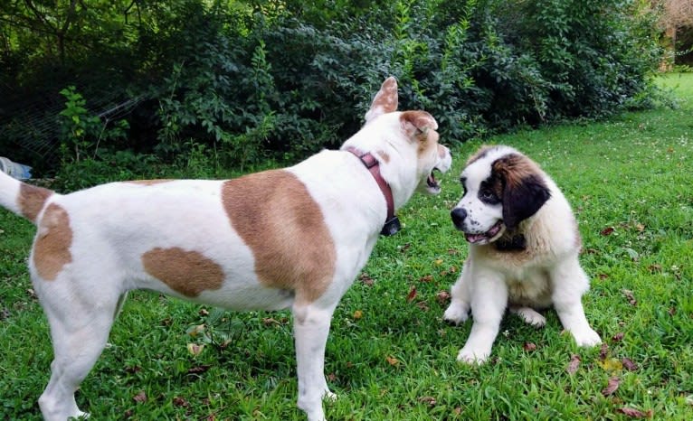 Thor, a Saint Bernard tested with EmbarkVet.com