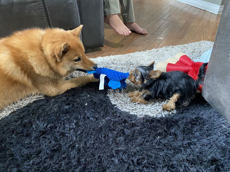 Orlando, a Finnish Spitz tested with EmbarkVet.com