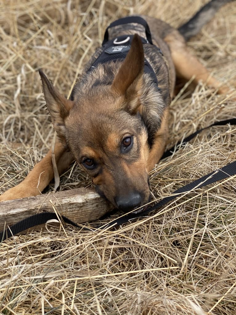 Alemã, a German Shepherd Dog and Australian Cattle Dog mix tested with EmbarkVet.com