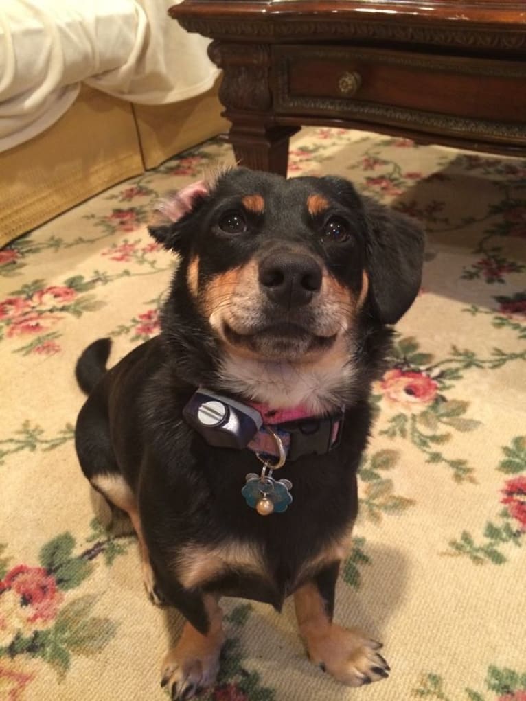 Sophia, a Dachshund and Australian Cattle Dog mix tested with EmbarkVet.com