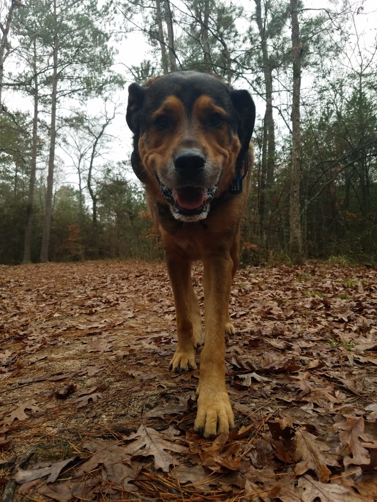 Cooper, a Great Pyrenees and Rottweiler mix tested with EmbarkVet.com