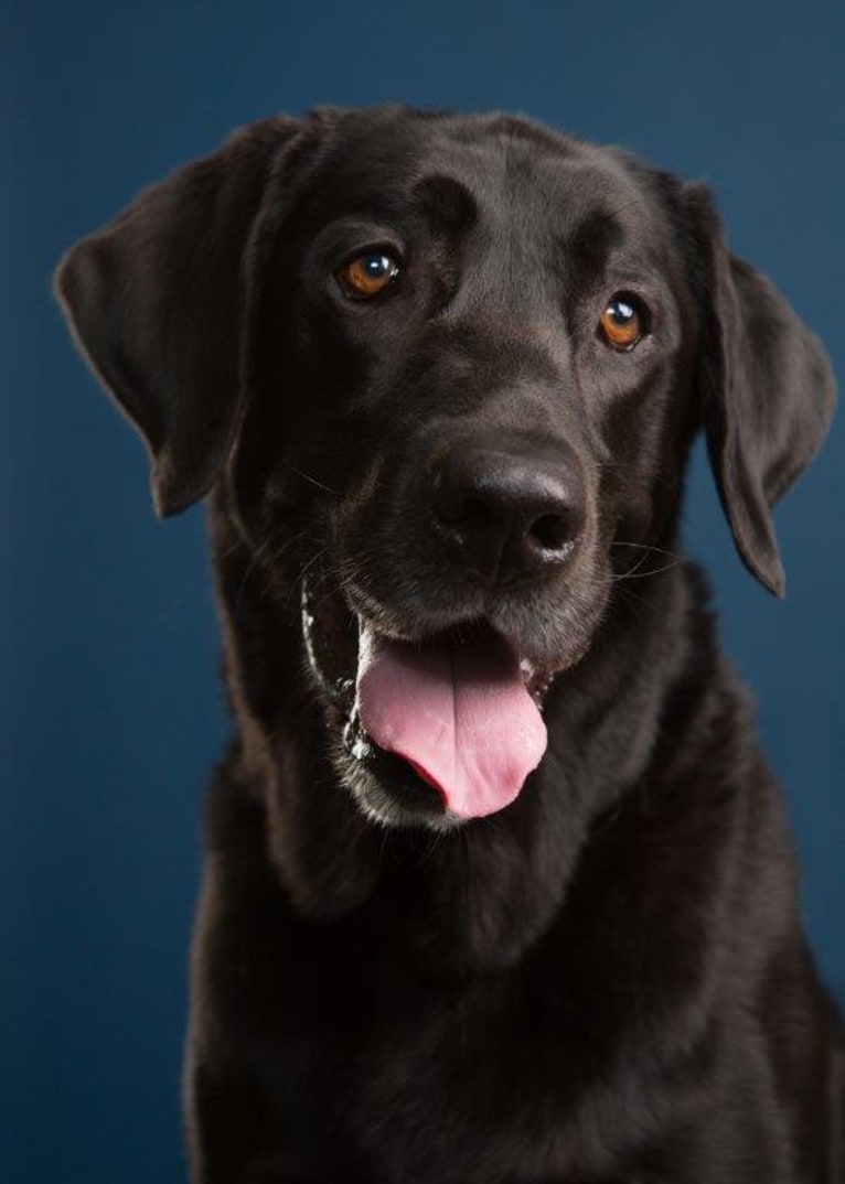 Kelly, a Labrador Retriever tested with EmbarkVet.com