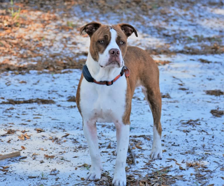 Charlie, an American Pit Bull Terrier and Bulldog mix tested with EmbarkVet.com