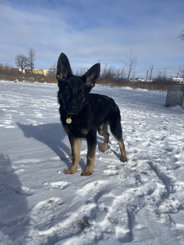 Dino, a German Shepherd Dog tested with EmbarkVet.com