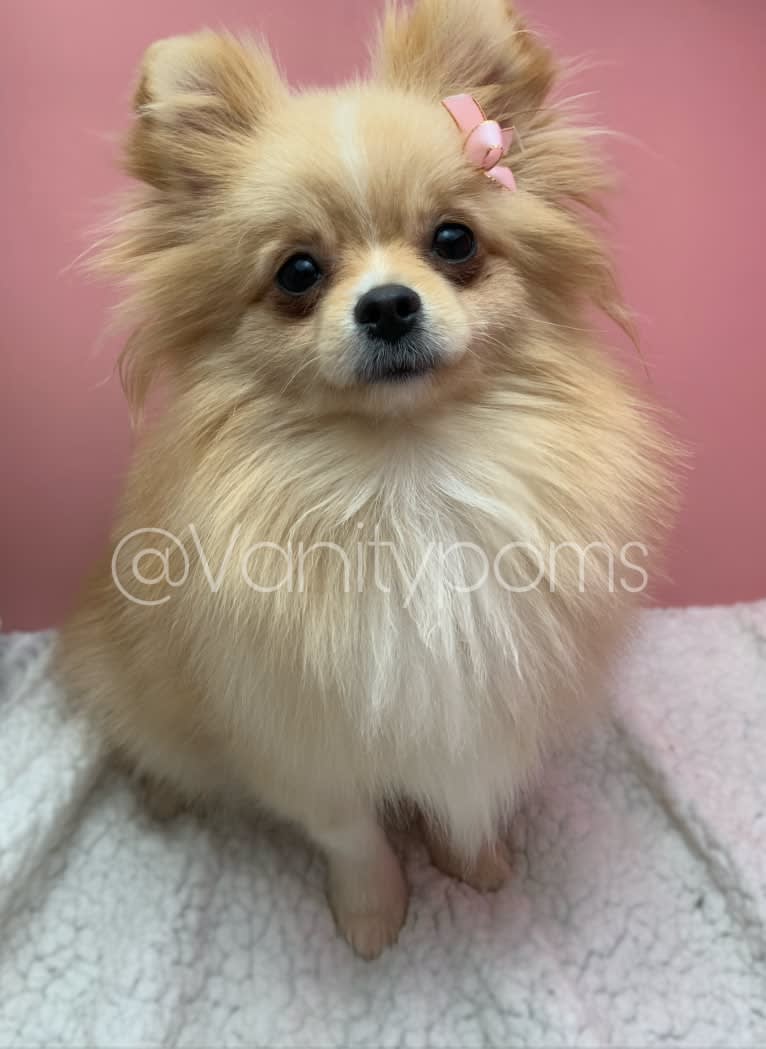 Tofu, a Pomeranian tested with EmbarkVet.com