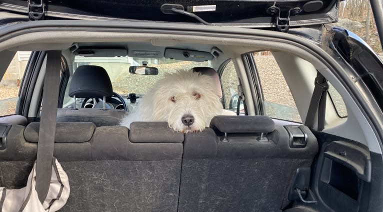 Phinehas, a Great Pyrenees and Komondor mix tested with EmbarkVet.com