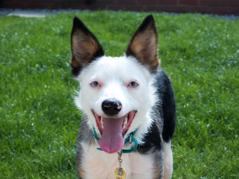 Mixie, a Border Collie tested with EmbarkVet.com