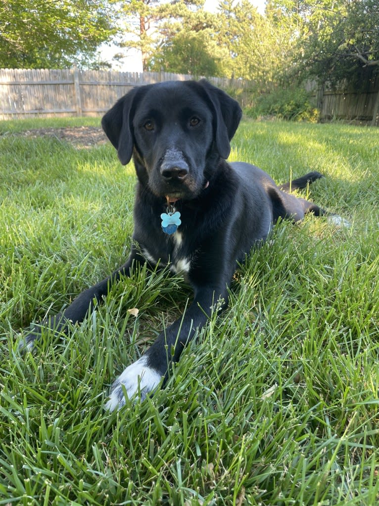 Belle, a Great Pyrenees and Labrador Retriever mix tested with EmbarkVet.com