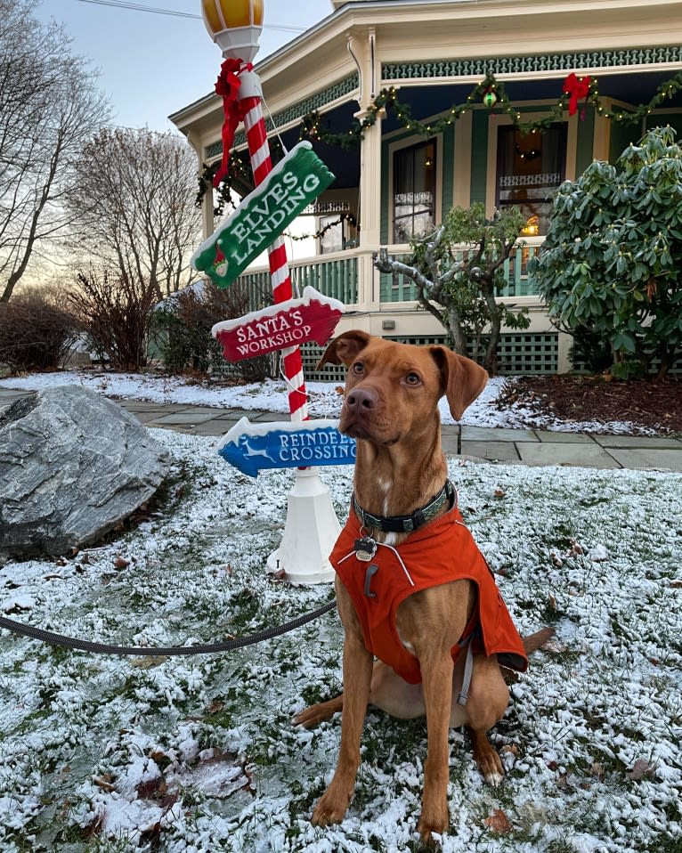 Rusty, an American Foxhound and American Pit Bull Terrier mix tested with EmbarkVet.com