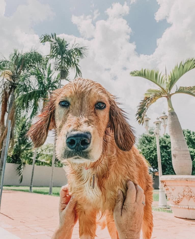 Emmie, a Golden Retriever tested with EmbarkVet.com