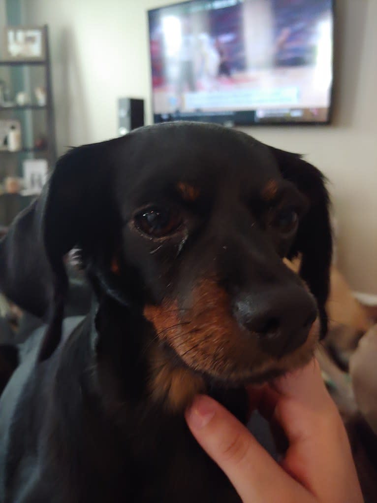 Polly, a Miniature Pinscher and Cocker Spaniel mix tested with EmbarkVet.com