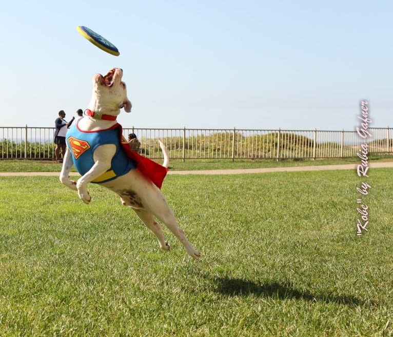 Kobe, a Bulldog and American Pit Bull Terrier mix tested with EmbarkVet.com