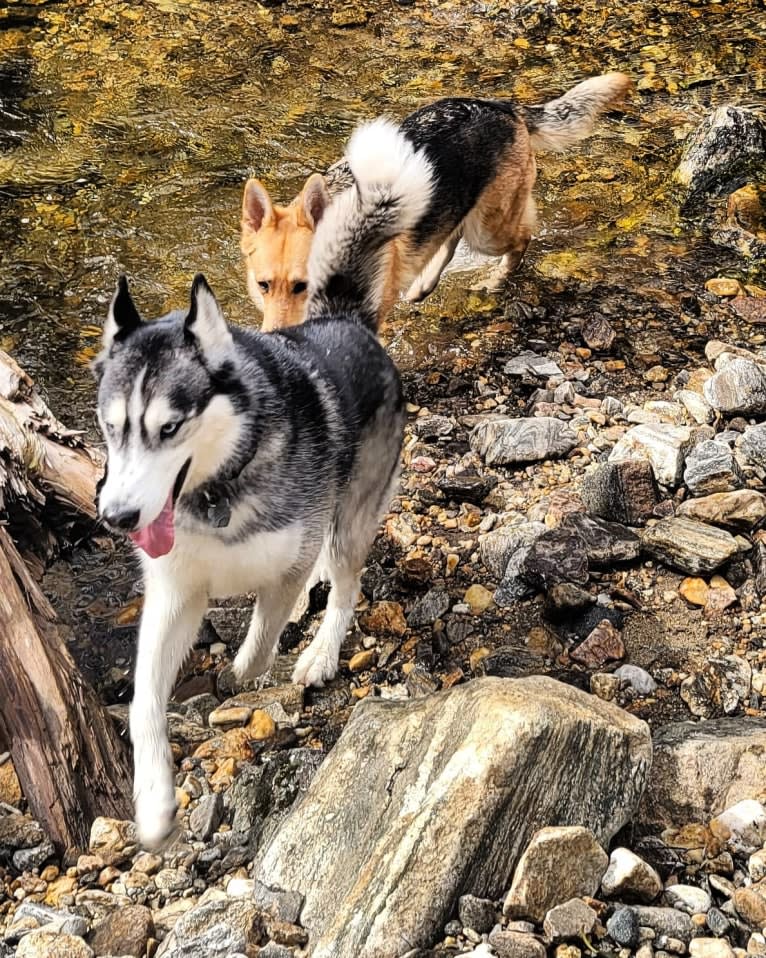 Teko, a Siberian Husky tested with EmbarkVet.com