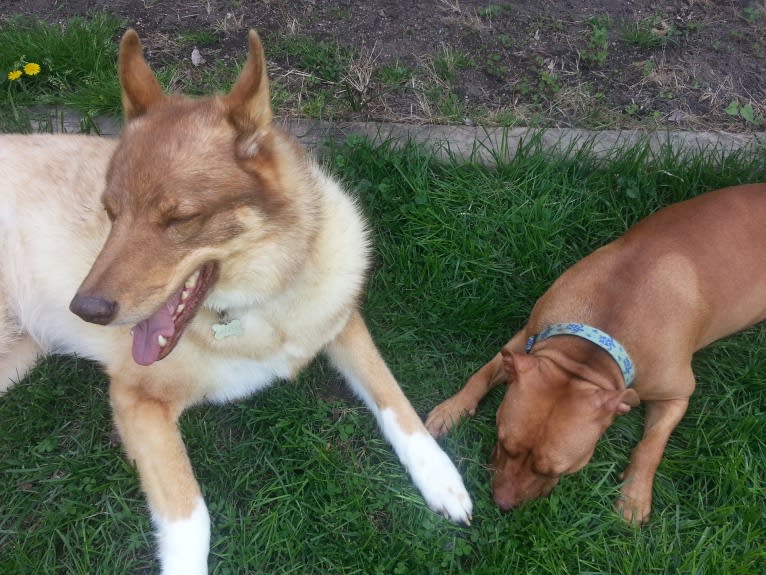 Duvel, a Gerberian Shepsky (18.8% unresolved) tested with EmbarkVet.com