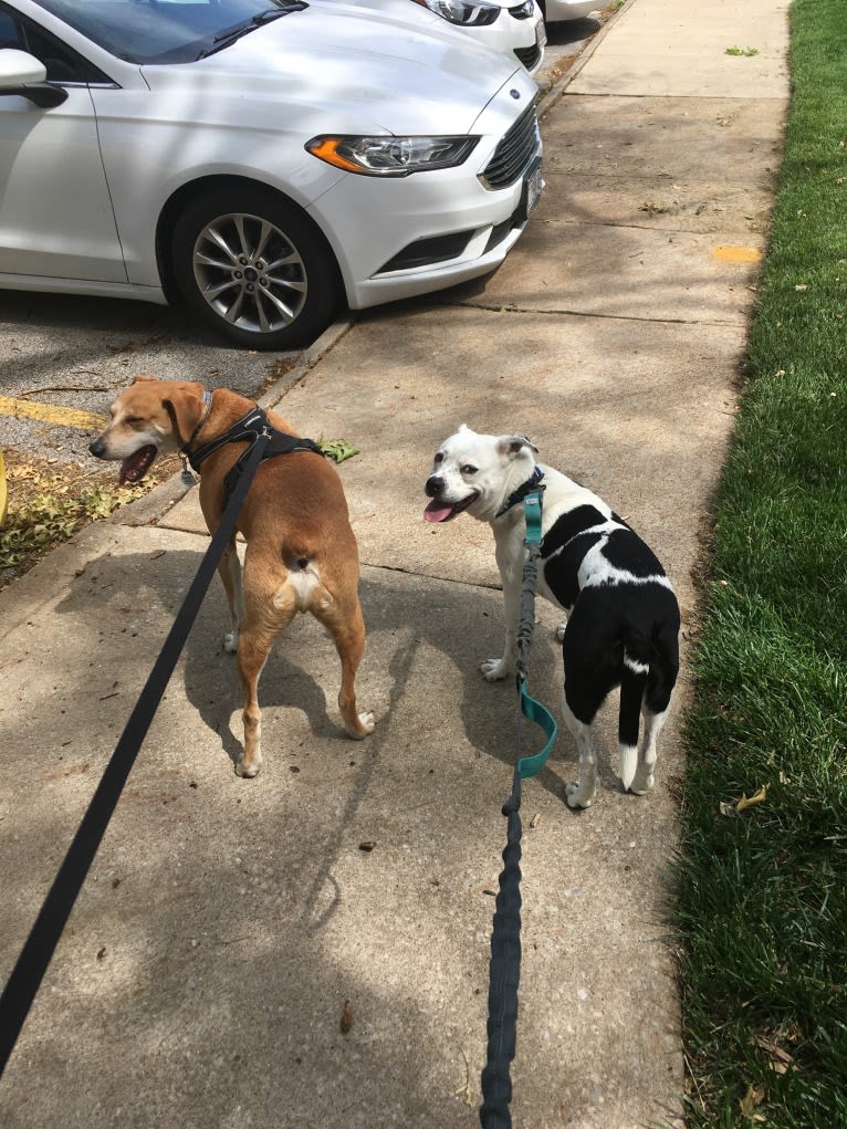 Stanley, a Mountain Cur tested with EmbarkVet.com