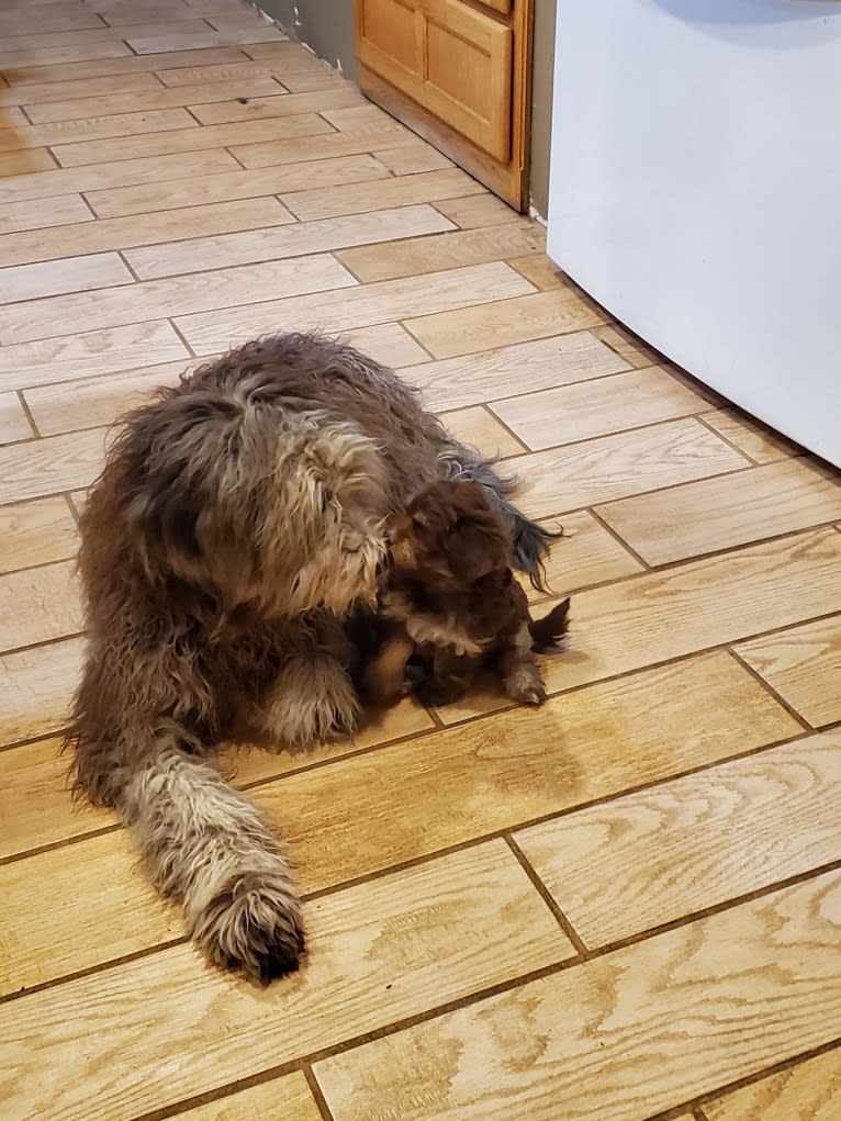 Elsa, a Bergamasco Sheepdog tested with EmbarkVet.com