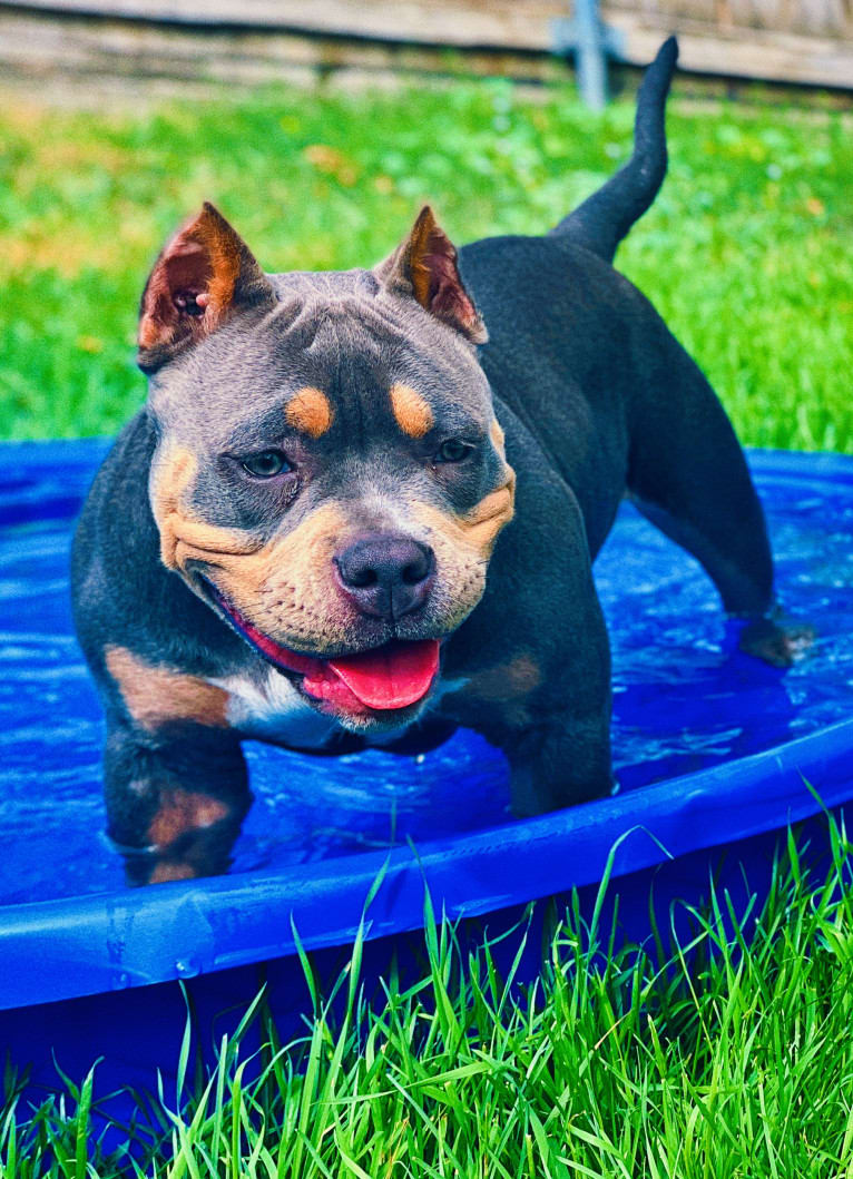 Penny-Mac, an American Bully tested with EmbarkVet.com