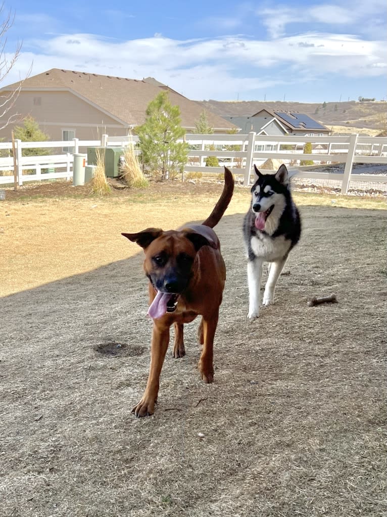 Drake Flynn, a Siberian Husky tested with EmbarkVet.com