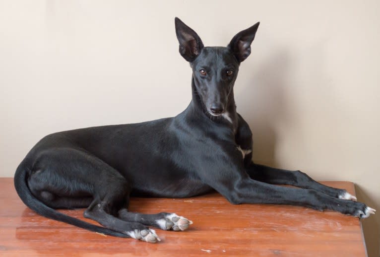 Checkmate, a Whippet tested with EmbarkVet.com