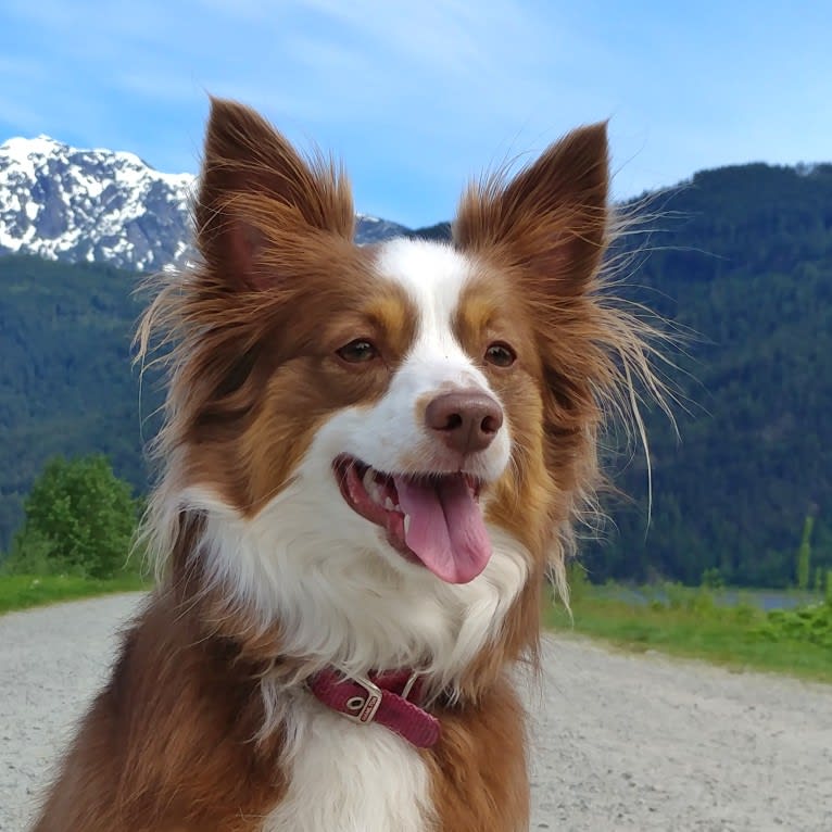 Koda, an Australian Shepherd tested with EmbarkVet.com