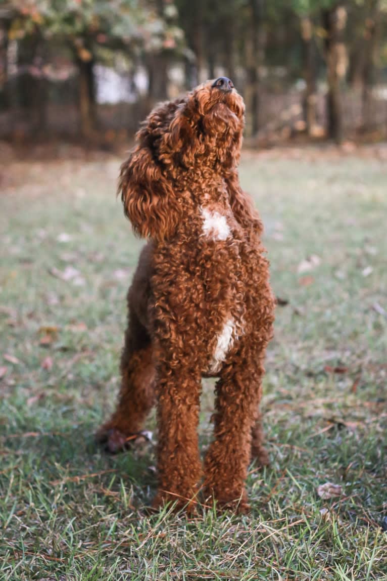 Rowdy, a Poodle (Standard) tested with EmbarkVet.com