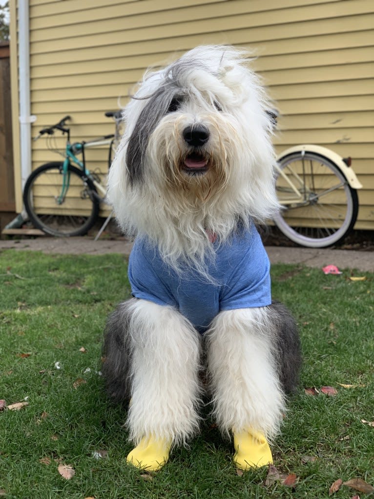 Arlo, an Old English Sheepdog tested with EmbarkVet.com