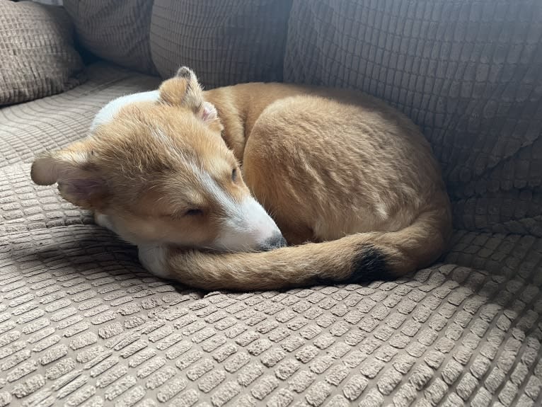 Echo, a Border Collie and German Shepherd Dog mix tested with EmbarkVet.com