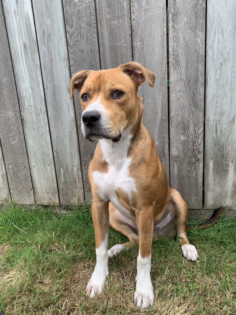 Larry, an American Pit Bull Terrier and American Staffordshire Terrier mix tested with EmbarkVet.com