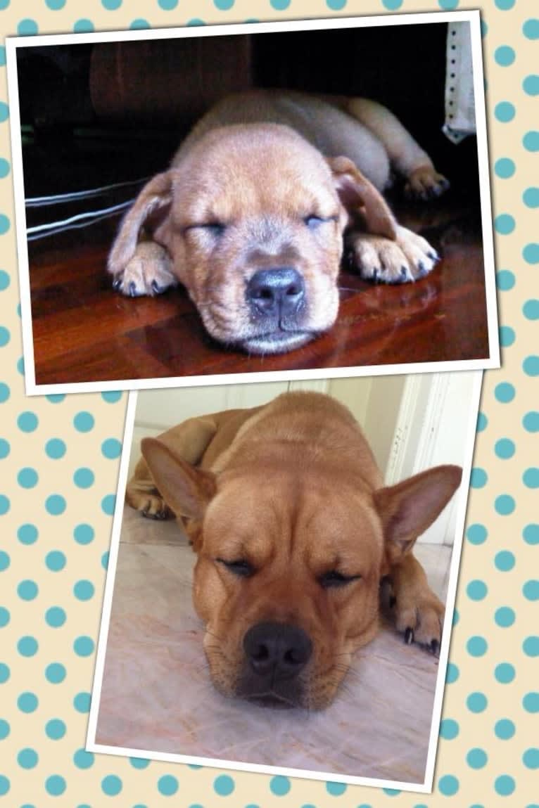 Khaotoo, a Chow Chow and Rottweiler mix tested with EmbarkVet.com