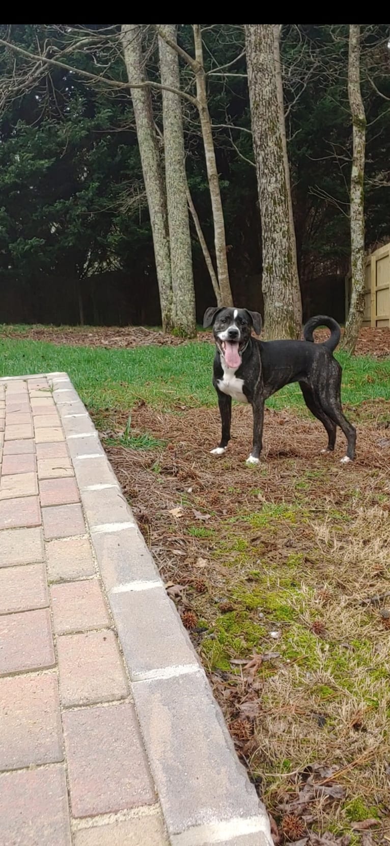 Vivie, an American Pit Bull Terrier and Labrador Retriever mix tested with EmbarkVet.com