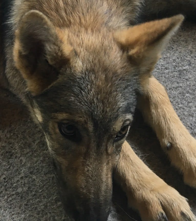 Enya, a Czechoslovakian Vlcak and West Siberian Laika mix tested with EmbarkVet.com