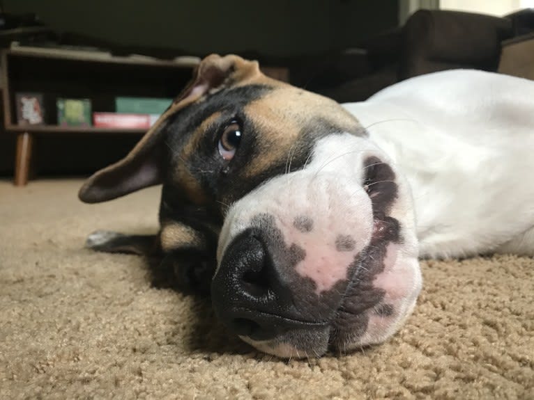 Linus, an American Pit Bull Terrier and Rottweiler mix tested with EmbarkVet.com