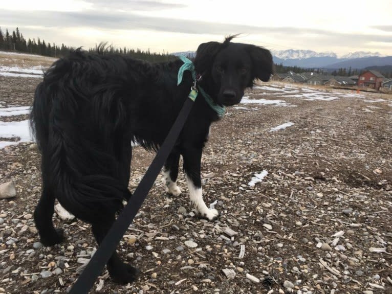 Aloe Vera, a Rottweiler and Border Collie mix tested with EmbarkVet.com