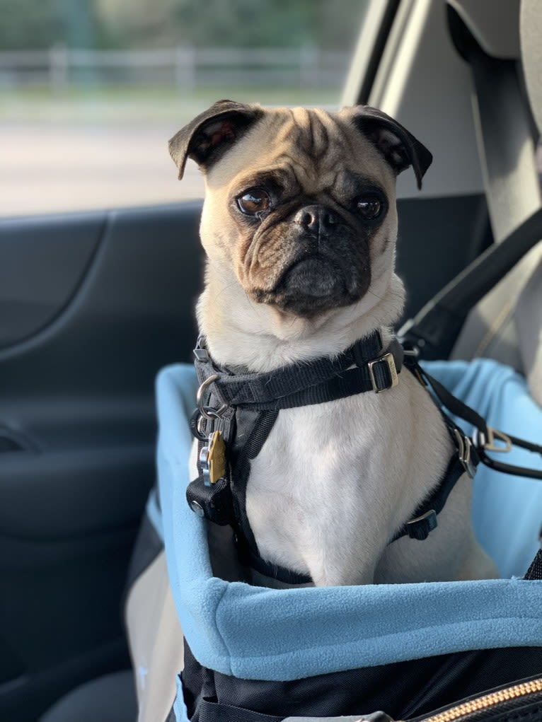 Mickey, a Pug tested with EmbarkVet.com