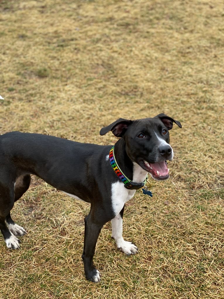 Ada, an American Pit Bull Terrier and Labrador Retriever mix tested with EmbarkVet.com