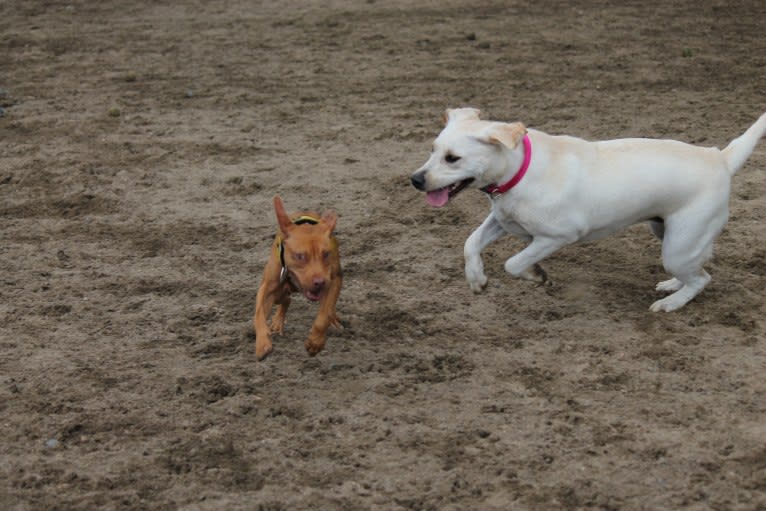 Revy, an American Pit Bull Terrier tested with EmbarkVet.com