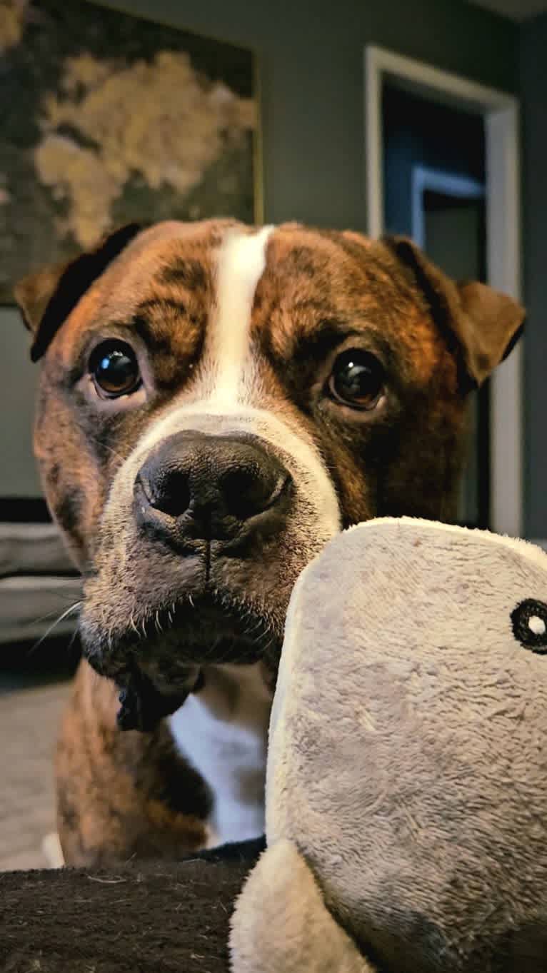 Loki, an American Pit Bull Terrier (4.7% unresolved) tested with EmbarkVet.com